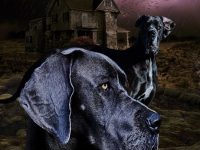 夢(mèng)見被蛇咬了是什么征兆-路由網(wǎng)