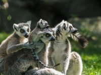 tim怎么群發(fā)-路由網(wǎng)