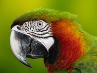 入駐亞馬遜的條件及費用 亞馬遜代運營可以退款嗎-路由網(wǎng)