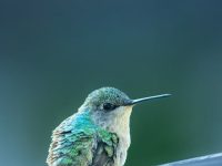 360壁紙?jiān)趺从?路由網(wǎng)